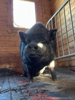 2 varkens gratis ophalen wegens verhuizing, Dieren en Toebehoren, Schapen, Geiten en Varkens, Vrouwelijk, Varken, 6 jaar of ouder