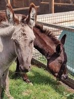 Tamme ezelinnen | Brenda en Loes | Lieve ezels, Mei, Vrouwelijk