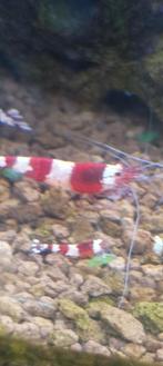 Red crystal garnaal, Dieren en Toebehoren, Kreeft, Krab of Garnaal