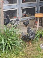 Grote kuikens van ong 10 weken Wyandotte, Dieren en Toebehoren, Pluimvee, Kip
