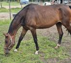 Te koop / inruil spring gefokte merrie met merrie veulen, Dieren en Toebehoren, Paarden, Merrie, Springpaard, Gechipt, 3 tot 6 jaar