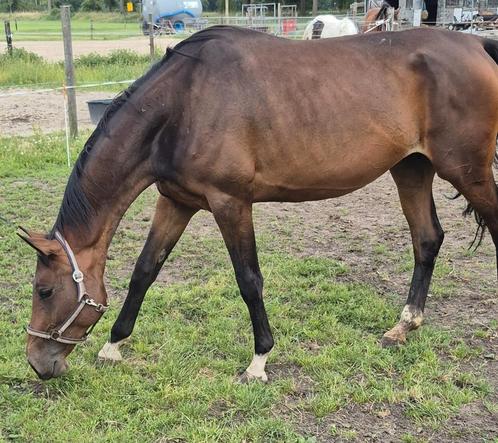 Te koop / inruil spring gefokte merrie met merrie veulen, Dieren en Toebehoren, Paarden, Merrie, 3 tot 6 jaar, Springpaard, Met stamboom