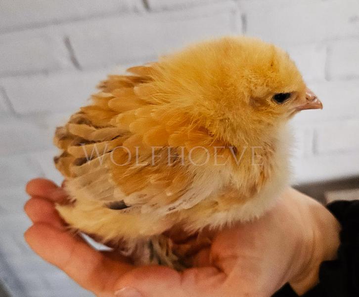 Buff Columbia kuikens van begin 2026, Dieren en Toebehoren, Pluimvee, Kip, Geslacht onbekend