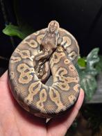 Pewter het dg 66 het clown, Dieren en Toebehoren, Reptielen en Amfibieën, Slang, 0 tot 2 jaar