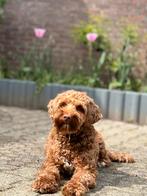 Australian Labradoodle (anti alergisch) 3 jaar oud, Overige rassen, Teef, Parvo, Eén hond