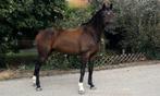 Ontzettend lieve & kwaliteitsvolle KWPN ruin, Dieren en Toebehoren, Paarden, B, Gechipt, Ruin, Dressuurpaard