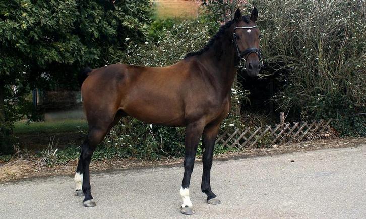 Ontzettend lieve & kwaliteitsvolle KWPN ruin v. Just Wimphof, Dieren en Toebehoren, Paarden, Ruin, B, 160 tot 165 cm, 3 tot 6 jaar