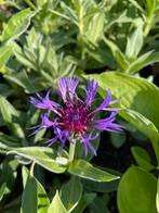 Korenbloem, Volle zon, Vaste plant, Zomer, Ophalen