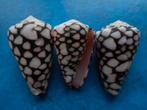 Schelpen: Conus marmoreus L. (rose mondopening) f++ 32-44mm, Ophalen of Verzenden, Schelp(en)