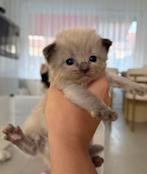 Prachtige Ragdoll Kittens met Stamboom, Dieren en Toebehoren, Katten en Kittens | Raskatten | Korthaar, Meerdere dieren, Gechipt
