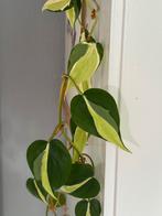 Philodendron Silver Stripe (verse stekken), Ophalen, Overige soorten, Minder dan 100 cm