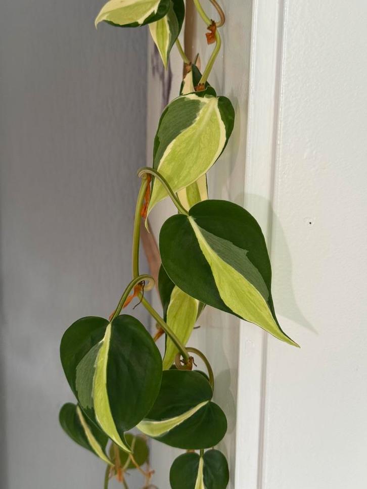 Philodendron Silver Stripe (verse stekken), Huis en Inrichting, Kamerplanten, Overige soorten, Minder dan 100 cm, Ophalen