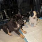 Puppies mix Japanse Spits & Jack Russel, Dieren en Toebehoren, 8 tot 15 weken, Meerdere, Meerdere dieren, Nederland