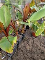 Ensete ventricosum Marelli 80 cm hoog laatste 4 stuks, Tuin en Terras, Ophalen