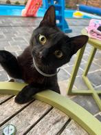 Hele lieve kater, Dieren en Toebehoren, Kater