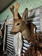 opgezette kop reebok bastgewei taxidermie, Verzamelen, Dierenverzamelingen, Ophalen, Zo goed als nieuw, Wild dier, Gewei of Kop
