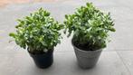 Vetplanten, Huis en Inrichting, Kamerplanten, Ophalen, Overige soorten, Minder dan 100 cm