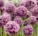 Allium summer drummer biologische zaden sierui, Ophalen of Verzenden, Volle zon, Zaad