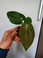 Anthurium papillilaminum x Dressleri - Zeldzame Hybride, Ophalen of Verzenden, Overige soorten, Halfschaduw