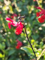 rode Salvia 'Royal Bumble', Ophalen, Zomer, Overige soorten, Volle zon