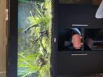 Aquarium 240 liter inclusief meubel, Dieren en Toebehoren, Vissen | Aquaria en Toebehoren, Ophalen, Zo goed als nieuw, Gevuld zoetwateraquarium