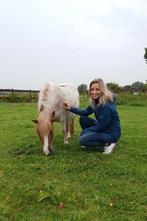 Coaching met hulp van paarden, Diensten en Vakmensen, Persoonlijke ontwikkeling