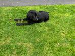 Zwarte labrador pups (alleen nog reutjes), Rabiës (hondsdolheid), 8 tot 15 weken, Labrador retriever, Meerdere