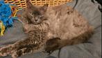 Selkirk rex poes, Dieren en Toebehoren, Poes, Ontwormd, 6 jaar of ouder