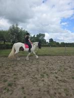 Bijrijder aangeboden, bijrijdpaard / verzorgpaard gezocht, Dieren en Toebehoren, Ophalen of Verzenden, Nieuw