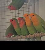 Gezocht agapornis roseicollis lang bevederd, Dwergpapegaai of Agapornis