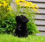 Levendige sociale Schapendoes x Markiesje x Toy poedel pups, Overige rassen, 8 tot 15 weken, CDV (hondenziekte), Meerdere