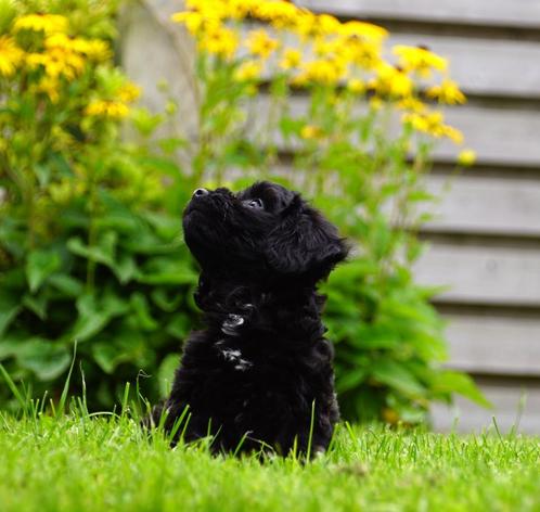 Levendige sociale Schapendoes x Markiesje x Toy poedel pups, Dieren en Toebehoren, Honden | Retrievers, Spaniëls en Waterhonden