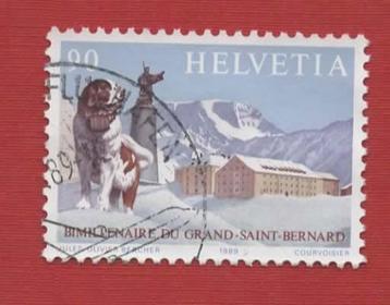 Fauna - Dieren - Honden - Zwitserland - Sint Bernhard - geb beschikbaar voor biedingen