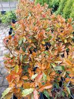 Photinia crunchy, glansmispel, Tuin en Terras, Planten | Struiken en Hagen, Ophalen