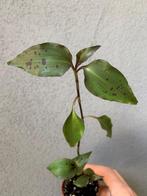 Tinantia Pringlei Forme Claire stekjes, Huis en Inrichting, Kamerplanten, Ophalen of Verzenden, Overige soorten, Halfschaduw, Minder dan 100 cm