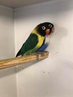 Personata,s / fischeri, Meerdere dieren, Dwergpapegaai of Agapornis