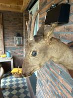 Hertenkop, Dieren en Toebehoren, Konijnen, Mannelijk, Dwerg