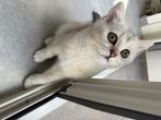 Raszuivere Britse korthaar kitten, Dieren en Toebehoren, Katten en Kittens | Raskatten | Korthaar, Kater, Ontwormd, 0 tot 2 jaar