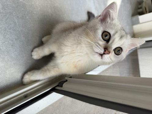 Raszuivere Britse korthaar kitten, Dieren en Toebehoren, Katten en Kittens | Raskatten | Korthaar, Kater, 0 tot 2 jaar, Ontwormd
