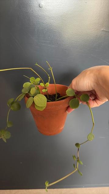 Vetplantje (hangplant) beschikbaar voor biedingen