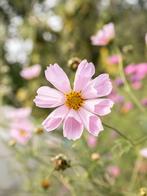 Cosmea Seashell - bio zaden, Ophalen of Verzenden, Volle zon