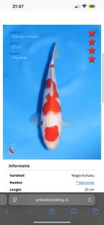 Verschillende japanse koi vissen, Dieren en Toebehoren, Vissen | Vijvervissen, Karper of Koi