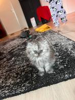 Perzische kittens, Dieren en Toebehoren, Katten en Kittens | Raskatten | Langhaar, Meerdere dieren