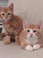 kittens (mannetjes), Dieren en Toebehoren, Kater