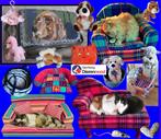 Mooie unieke honden artikelen, mand, snuffelkleed, speeltjes, Dieren en Toebehoren, Honden-accessoires, Nieuw, Ophalen of Verzenden