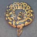 0.1 Leopard Yellowbelly 100%het Albino + Clown, Dieren en Toebehoren, Reptielen en Amfibieën, Slang, 0 tot 2 jaar