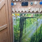 Te koop 35  kanaries, Dieren en Toebehoren, Vogels | Kanaries, Meerdere dieren, Kleurkanarie