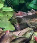 1x Dario tigris, Dieren en Toebehoren, Vissen | Aquariumvissen, Vis, Zoetwatervis