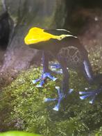 Gezocht Dendrobates tinctorius Brasil vrouw volwassen, Dieren en Toebehoren, Reptielen en Amfibieën, Amfibie, 0 tot 2 jaar