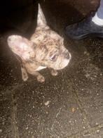 Franse bulldog pup, Dieren en Toebehoren, Honden | Bulldogs, Pinschers en Molossers, Particulier, Rabiës (hondsdolheid), 8 tot 15 weken